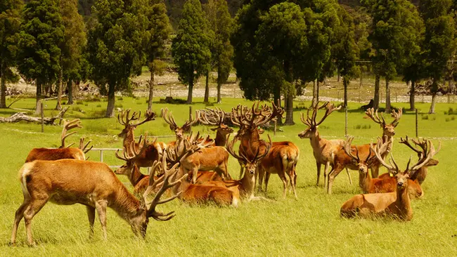 Deer feed management
