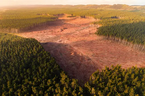National Environmental Standards for Commercial Forestry