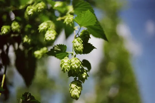 Growing hops on your whenua