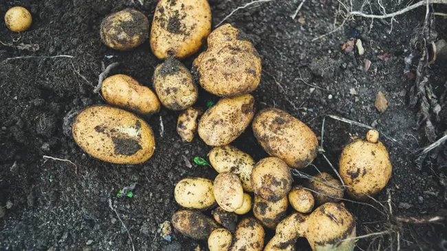 Growing potatoes on your whenua