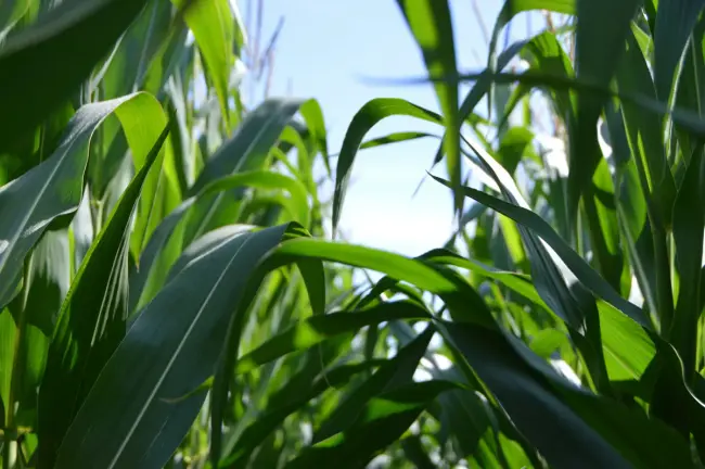 Growing maize on your whenua