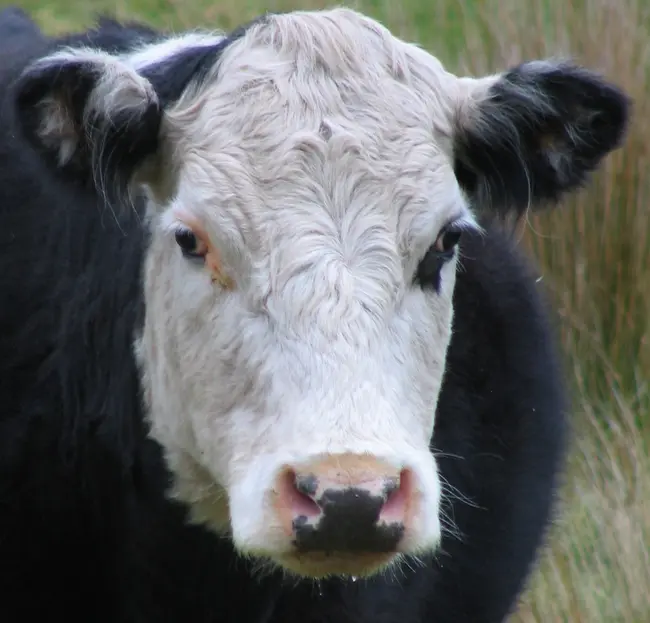 Owl Farm case study - Animal well-being plan