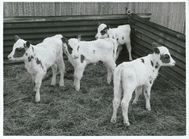Owl Farm case study - Purposeful lives for calves