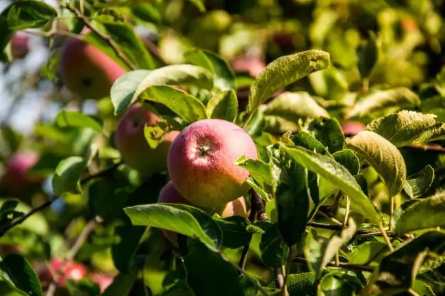 Growing apples on your whenua