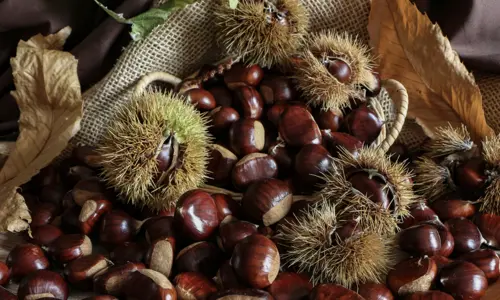 Growing chestnuts on your whenua