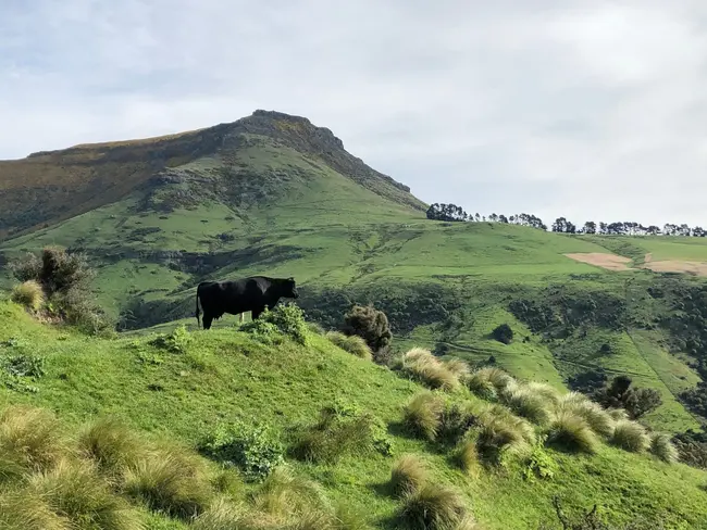 Owl Farm case study - Lameness management