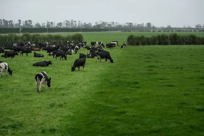 Owl Farm case study - Fertiliser and pasture management