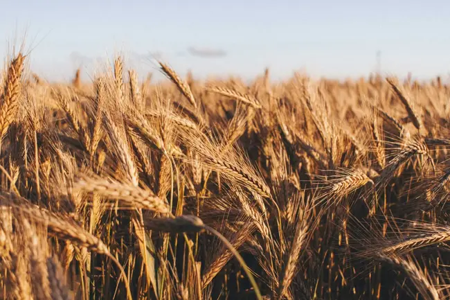 Growing wheat on your whenua